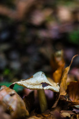 Autumn / forest / mushroom / mushrooms / orange / fairy tale / hat / leg / fungus