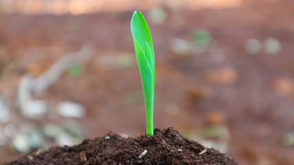 1 week corn seedling