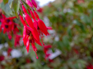 Closeup view of a red blooming flower of Tree Fuchsia Kotukutuku