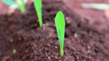 1 week corn seedling