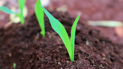 1 week corn seedling