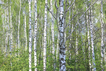 Beautiful birch trees with white birch bark in birch grove with green birch leaves in summer