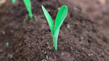 1 week corn seedling