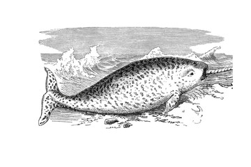 Illustration of a narwhal from popular encyclopedia from 1890 © Szymon