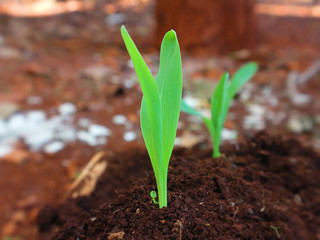 1 week corn seedling