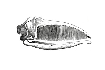 Illustration of a skull do bird in popular encyclopedia from 1890