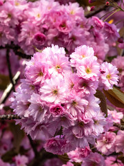 Pink cherry blossom in spring