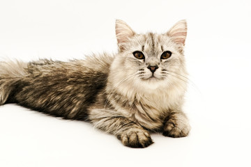 Domestic Persian cat shots on isolated white background.