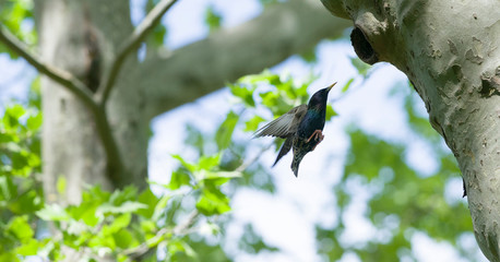 Star im Anflug auf Bruthöhle