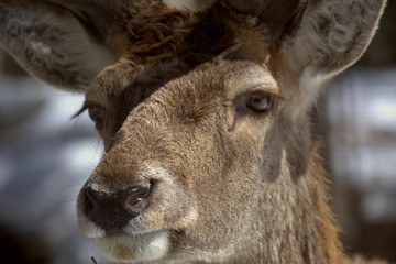 Mangifique cerf rouge dans un parc privé du Québec, Canada