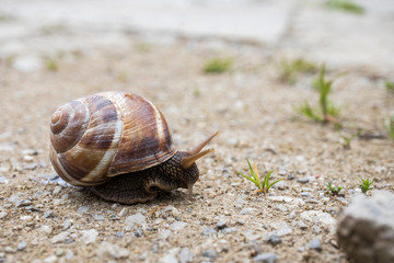 A large garden snail creeping along the road. Helix pomatia (common names: Roman snail, burgundy snail, edible snail).