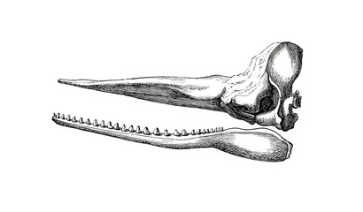 Illustration of a sperm whale, or cachalot skull in popular encyclopedia from 1890
