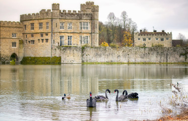 Black swans swimming on the lake in front of Leeds castle