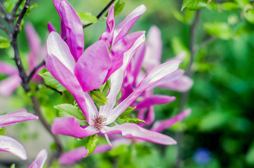 Bright gentle beautiful pink magnolia flowers on a branch of a blossoming tree.