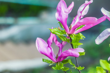 Bright gentle beautiful pink magnolia flowers on a branch of a blossoming tree.