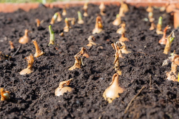 Seasonal planting, a bed of onions on a Sunny day.