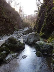 river in the forest