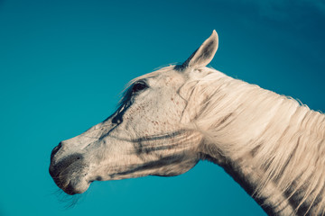 profile picture against a clear azure sky of a beautiful female grey or white arab horse with mane flowing in the wind. Copy space.