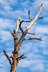 A bare tree, devoid of any living branches, is shown against a blue sky background.