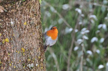 robin, bird, red, branch, tree, animal, winter, wildlife,snow,snowy, nature, garden, breast, redbreast, wild, christmas, beak, perch, feathers, birds, feather, small, orange, green, songbird
