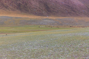 Typical landscapes of Mongolia. mountain slopes and valleys. Altai, Mongolia