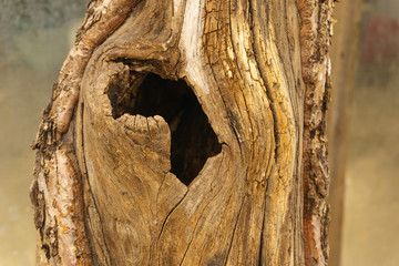 close up of a tree trunk