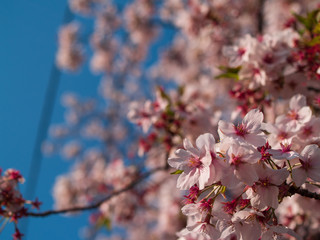 青空と桜
