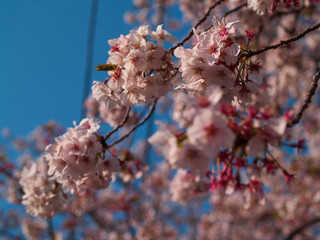 青空と桜