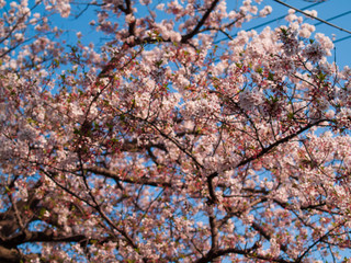 青空と桜