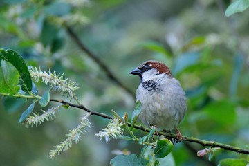 Sparrow on a branch in a tree