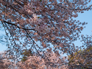 桜の花