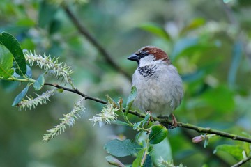 Sparrow on a branch in a tree