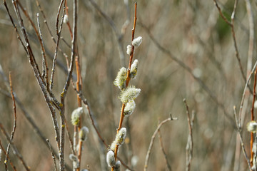 willow buds in spring