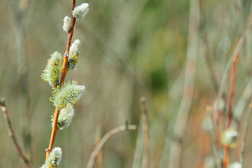 willow buds in spring
