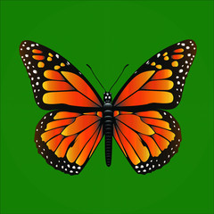 butterfly monurch vector illustration