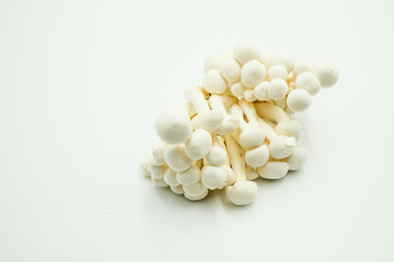 White Bunashimeji Mushroom or Hypsizygus tessellatus, shots on isolated white background.