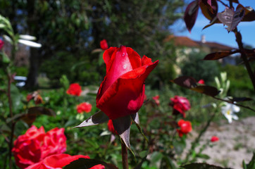 Rosa a desabrochar
