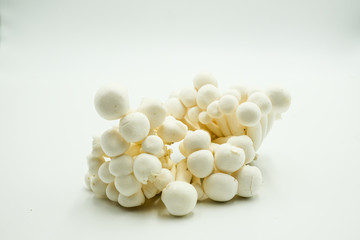 White Bunashimeji Mushroom or Hypsizygus tessellatus, shots on isolated white background.