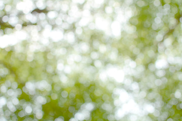 Green leaves blurred on a hot Sunday afternoon. Green bokeh and blurred backgrounds.