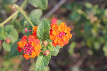 red and yellow flowers, Nature Photos, focusing on the photos of the flowers
