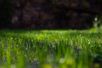 Sun shining on a green grass
