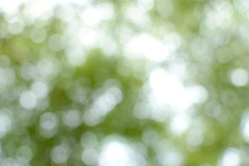 Green leaves blurred on a hot Sunday afternoon. Green bokeh and blurred backgrounds.