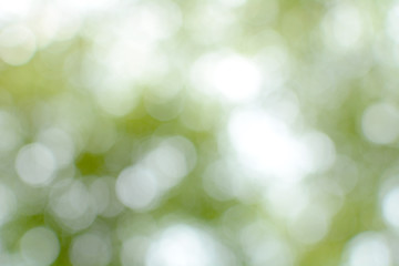 Obraz premium Green leaves blurred on a hot Sunday afternoon. Green bokeh and blurred backgrounds.