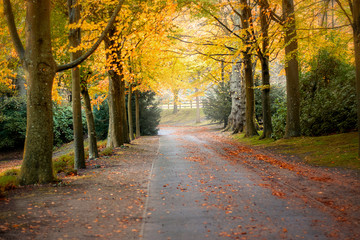 Misty autumn road with a tree tunnel