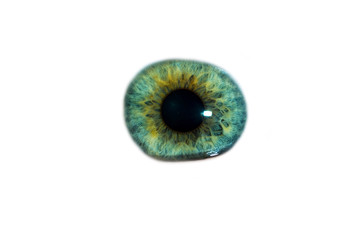 Close-up of a man's eye with a beautiful green color. Isolated on a white background.