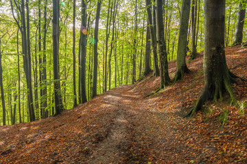 beautiful green beech forest in southern Sweden. With lush green trees and the forest floor filled with orange and red colored leaves