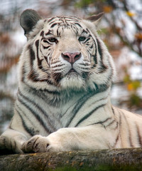 Fototapeta na wymiar Closeup portrait of a siberian white tiger