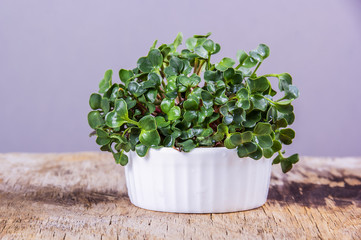 Radish microgreen closeup. Young radish sprouts. Natural vitamins