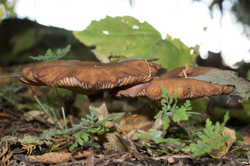 Close-up of mushrooms on the forest floor