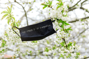 Protective medical mask on the blooming branch. The concept of spring is in quarantine.